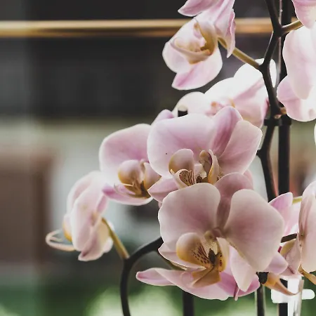 Zajazd Zum Moosmann - Familie Pachernigg 3*