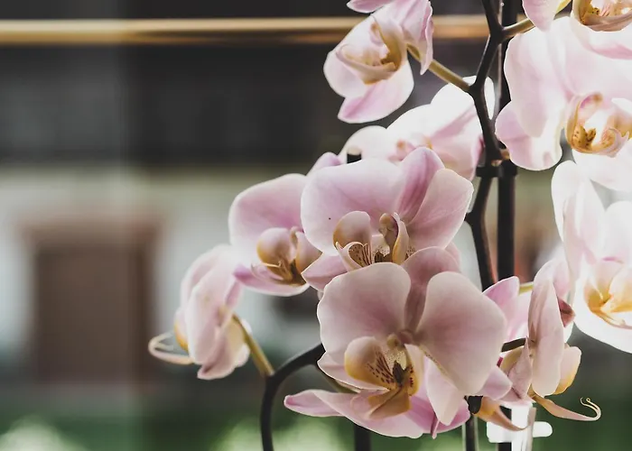 بيت ريفي Zum Moosmann - Familie Pachernigg 3*